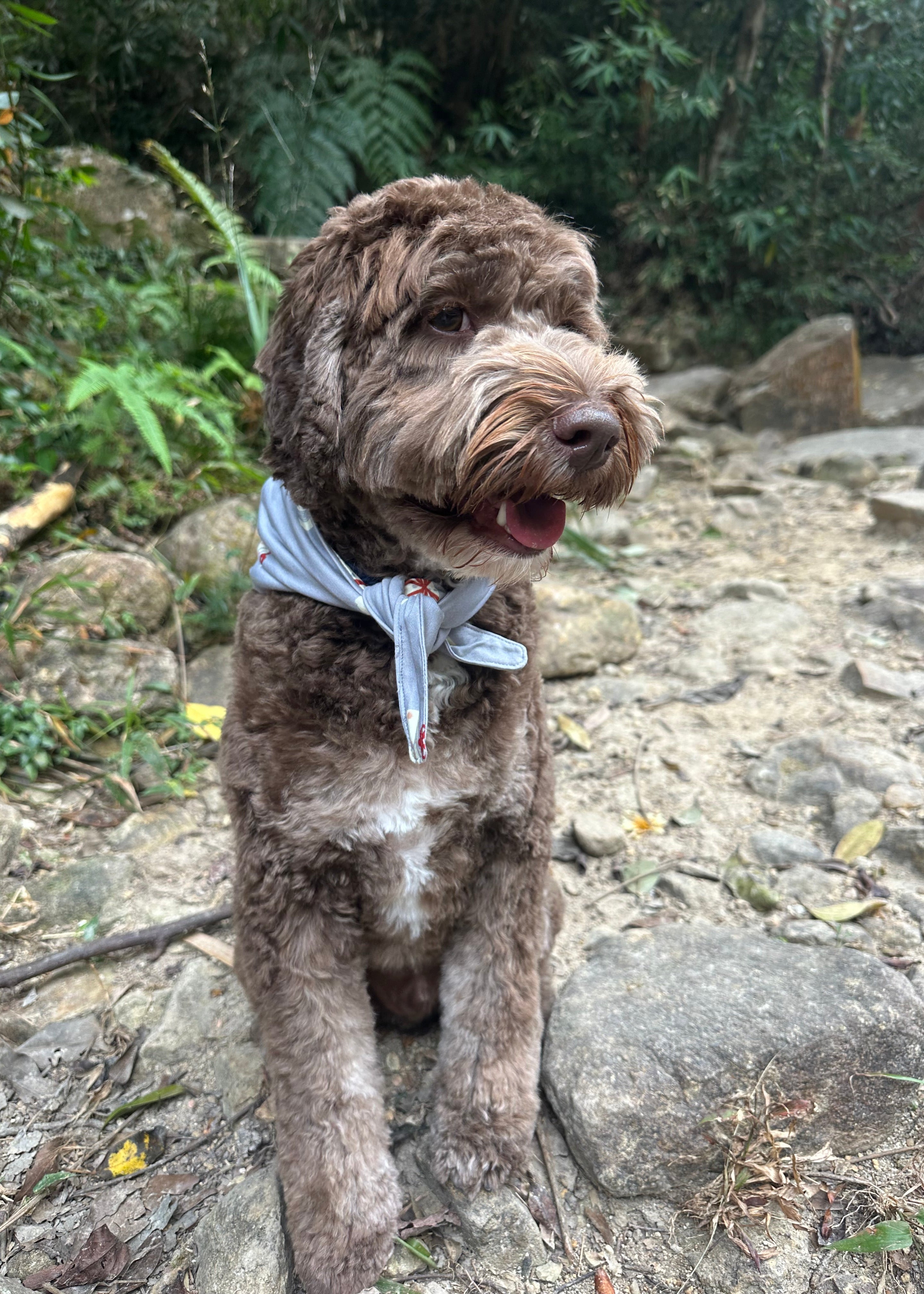 Premium bamboo dog Christmas accessories for festive family photos