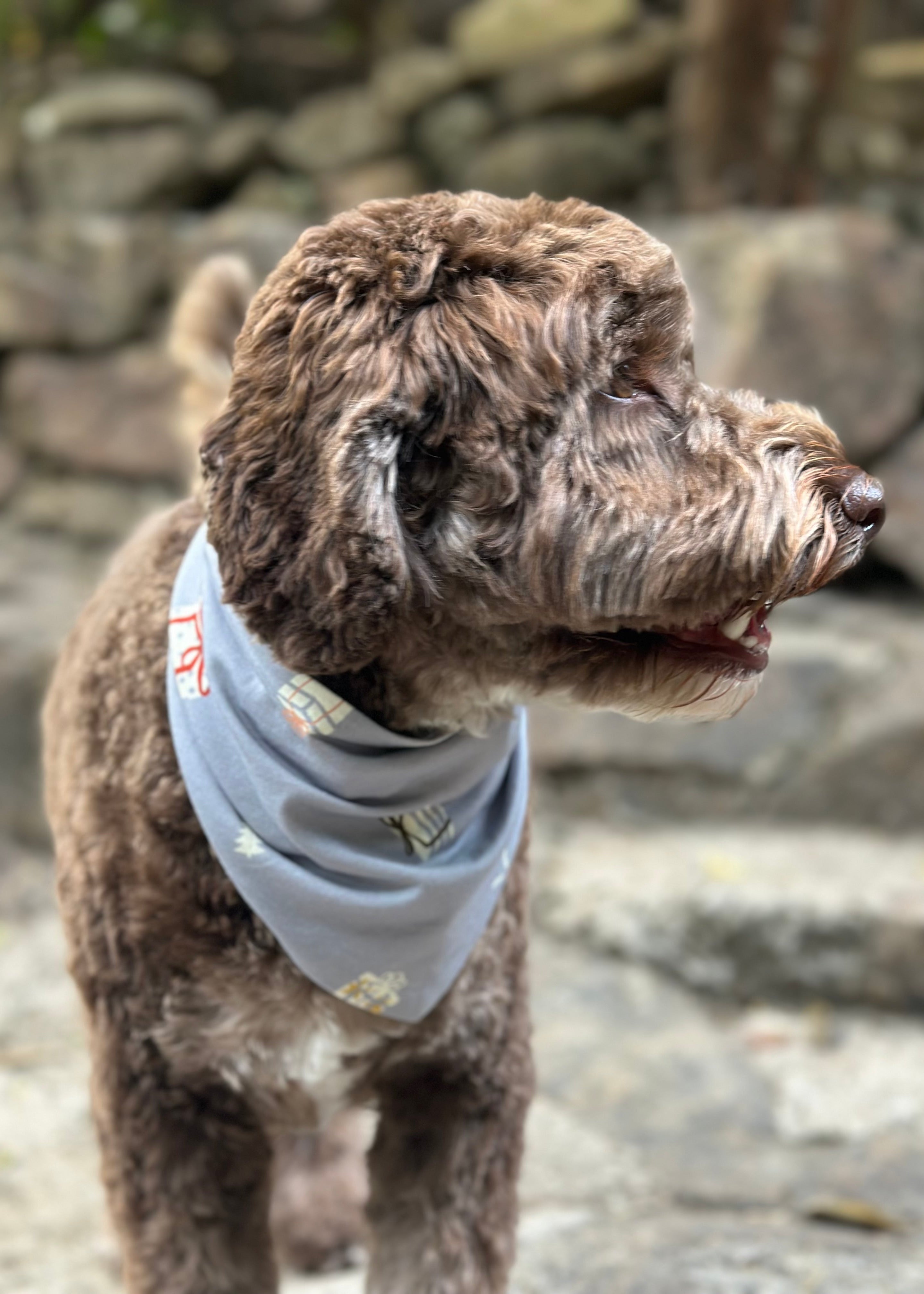 Dog Christmas clothing coordinating with family matching holiday collection